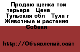 Продаю щенка той терьера › Цена ­ 5 000 - Тульская обл., Тула г. Животные и растения » Собаки   